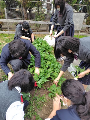 園芸部の様子